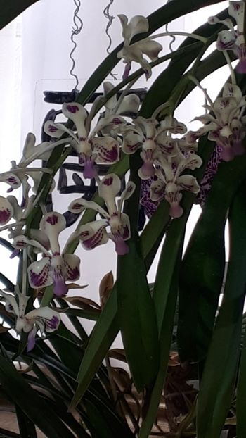  - Expozitie orhidee Budapesta 2019