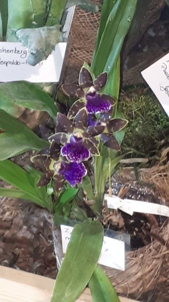  - Expozitie orhidee Budapesta 2019