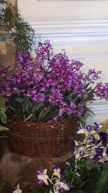  - Expozitie orhidee Budapesta 2019