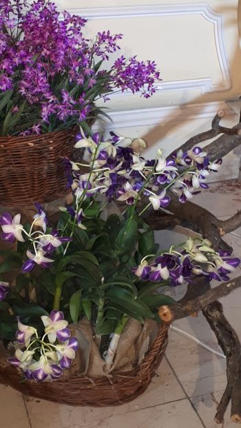  - Expozitie orhidee Budapesta 2019