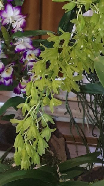  - Expozitie orhidee Budapesta 2019