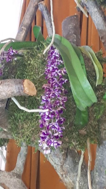  - Expozitie orhidee Budapesta 2019