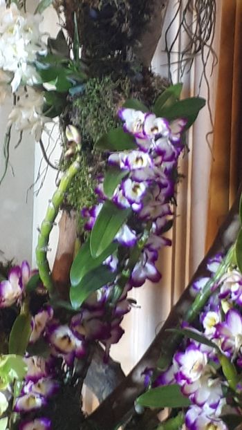  - Expozitie orhidee Budapesta 2019