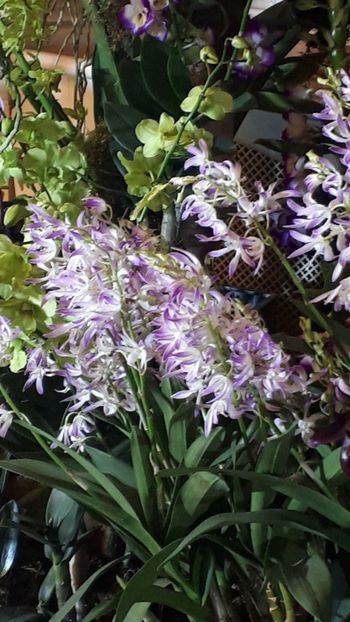  - Expozitie orhidee Budapesta 2019