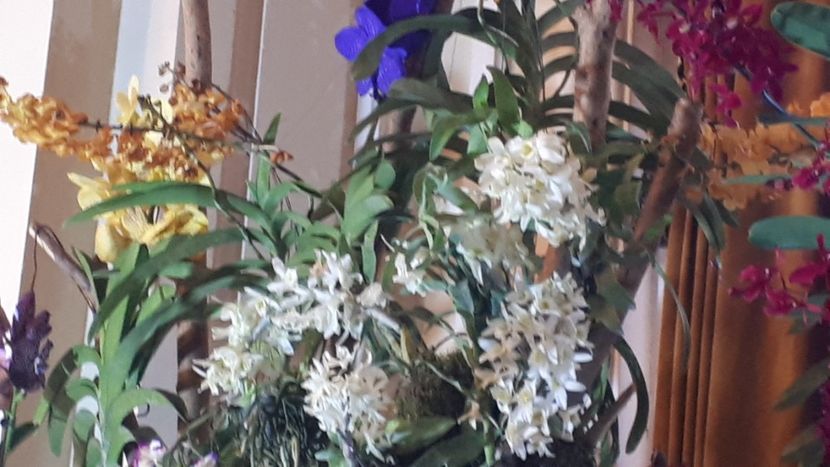  - Expozitie orhidee Budapesta 2019