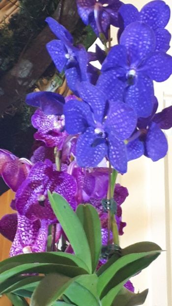  - Expozitie orhidee Budapesta 2019