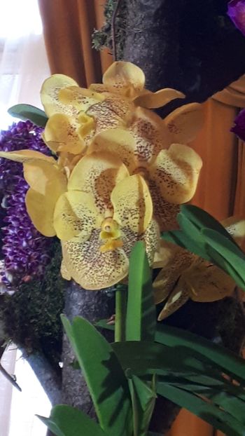  - Expozitie orhidee Budapesta 2019