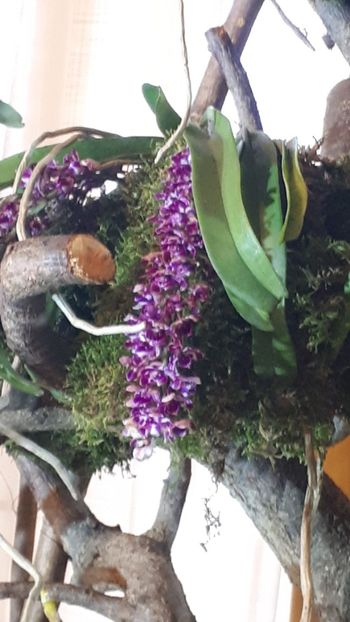  - Expozitie orhidee Budapesta 2019