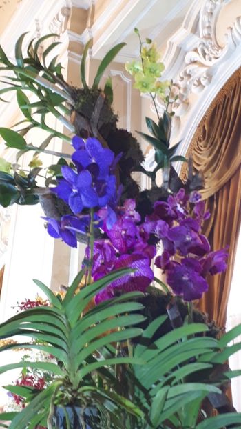  - Expozitie orhidee Budapesta 2019