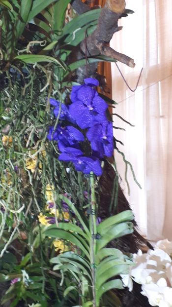  - Expozitie orhidee Budapesta 2019