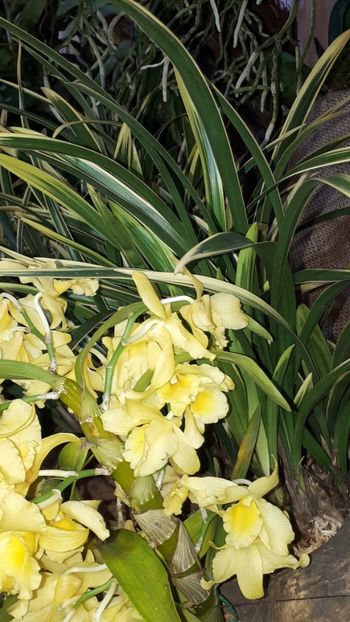  - Expozitie orhidee Budapesta 2019