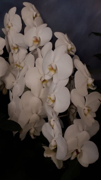  - Expozitie orhidee Budapesta 2019