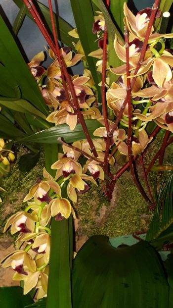  - Expozitie orhidee Budapesta 2019