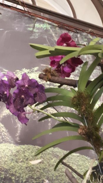  - Expozitie orhidee Budapesta 2019