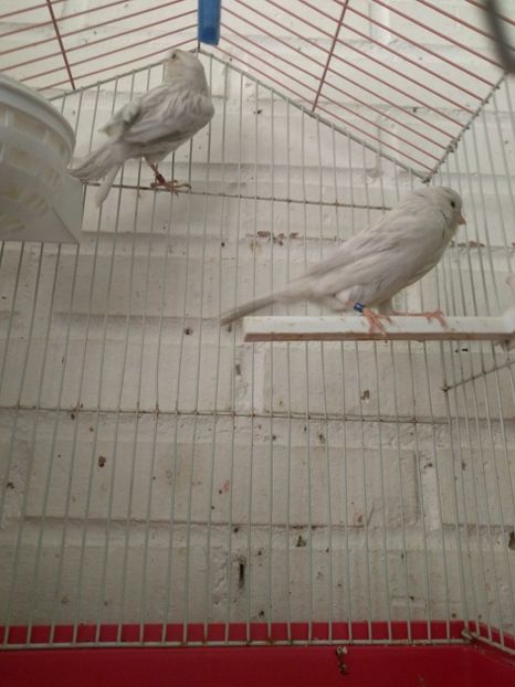  - 00 Canari 2019
