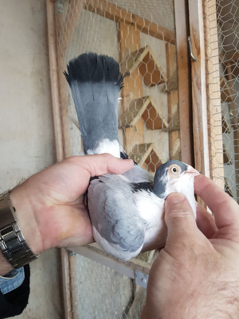  - PORUMBEI GALATENI 2019