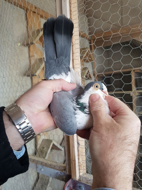  - PORUMBEI GALATENI 2019