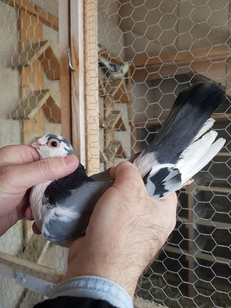 M 2018 - PORUMBEI GALATENI 2019