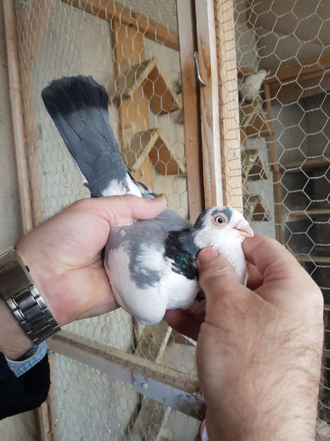  - PORUMBEI GALATENI 2019