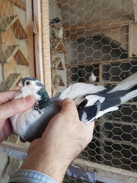 M 2015 - PORUMBEI GALATENI 2019