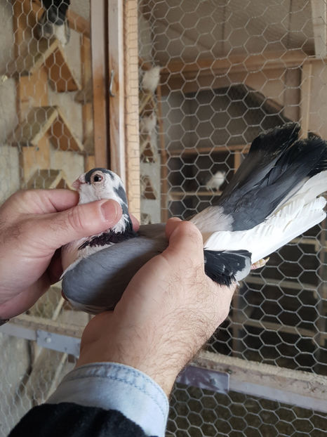 M 2015 - PORUMBEI GALATENI 2019