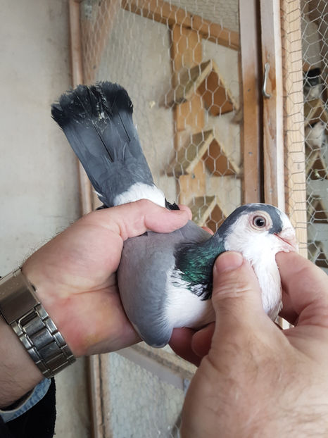  - PORUMBEI GALATENI 2019