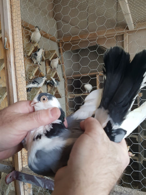  - PORUMBEI GALATENI 2019