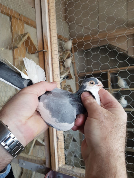  - PORUMBEI GALATENI 2019