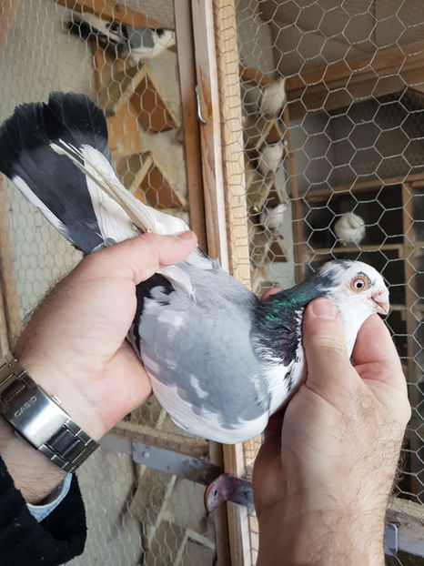  - PORUMBEI GALATENI 2019