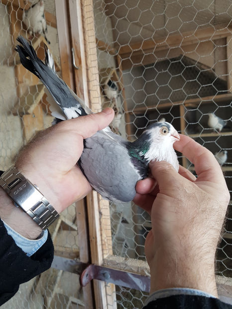  - PORUMBEI GALATENI 2019