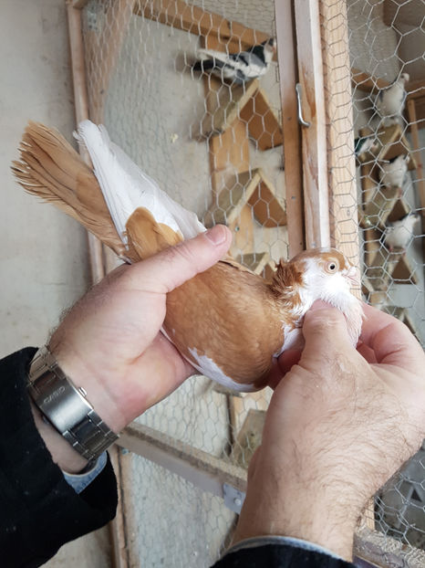  - PORUMBEI GALATENI 2019