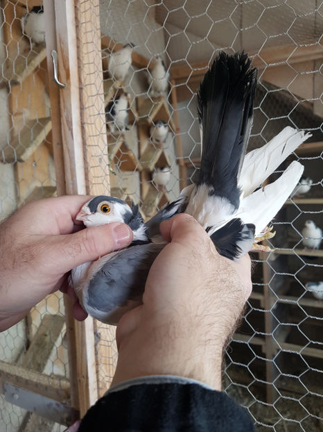 m 2017 - PORUMBEI GALATENI 2019