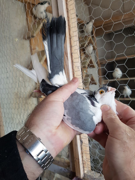  - PORUMBEI GALATENI 2019