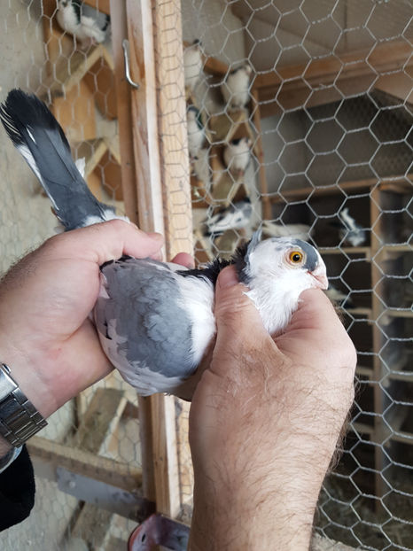  - PORUMBEI GALATENI 2019