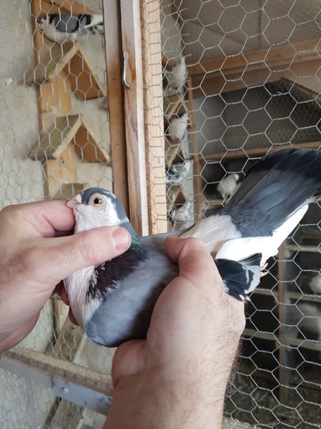 m 2015 - PORUMBEI GALATENI 2019