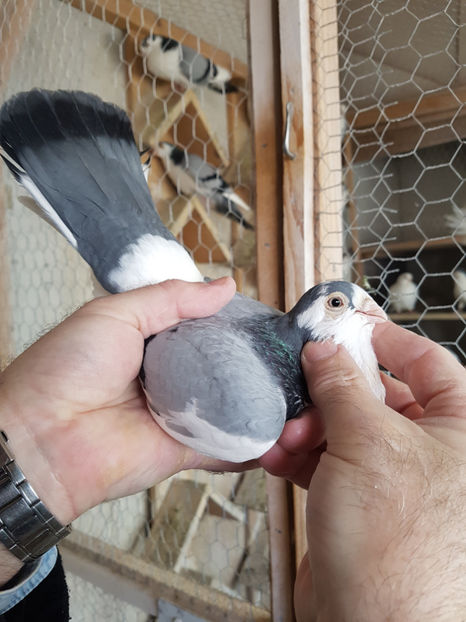  - PORUMBEI GALATENI 2019