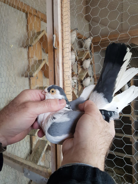  - PORUMBEI GALATENI 2019