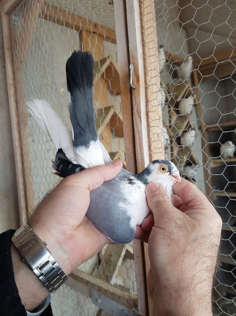  - PORUMBEI GALATENI 2019