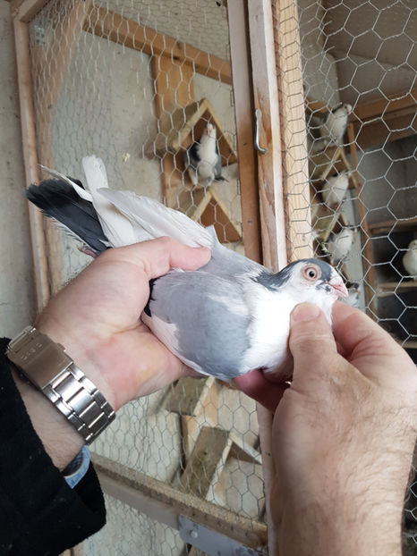 20190218_111453(0) - PORUMBEI GALATENI 2019