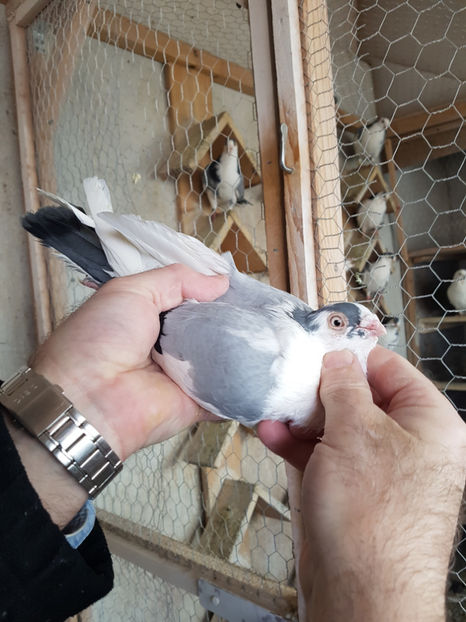  - PORUMBEI GALATENI 2019