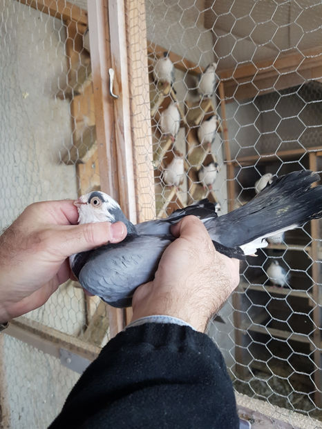 m 2015 - PORUMBEI GALATENI 2019