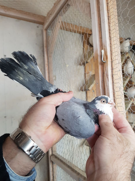  - PORUMBEI GALATENI 2019