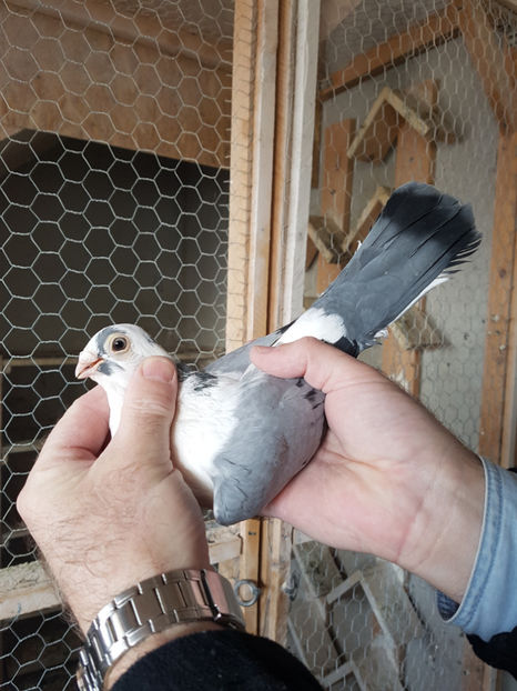 f 2014 - PORUMBEI GALATENI 2019