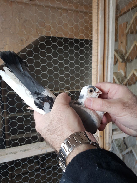  - PORUMBEI GALATENI 2019