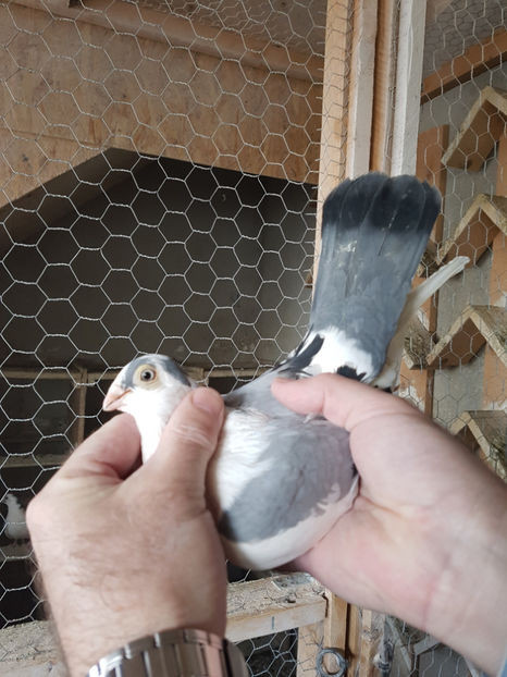  - PORUMBEI GALATENI 2019