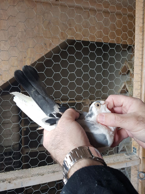  - PORUMBEI GALATENI 2019