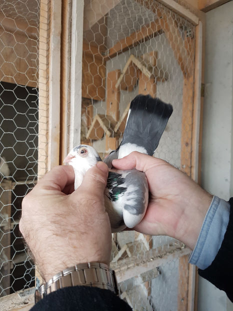  - PORUMBEI GALATENI 2019