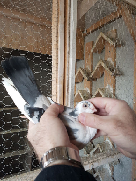  - PORUMBEI GALATENI 2019