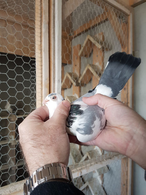  - PORUMBEI GALATENI 2019