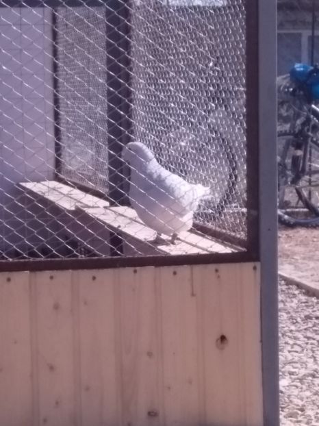  - 6DE PRIN VOLIERA